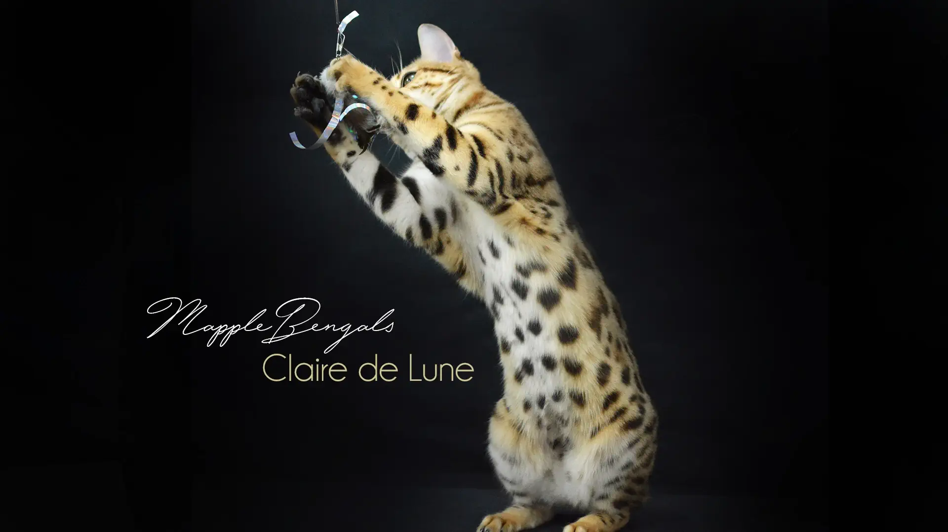 Chats Bengal